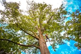 Best Storm Damage Tree Cleanup  in Leland, MS